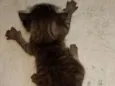 Bela