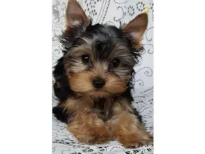 Cachorro raça Yorkshire idade 2 a 6 meses nome Lilly