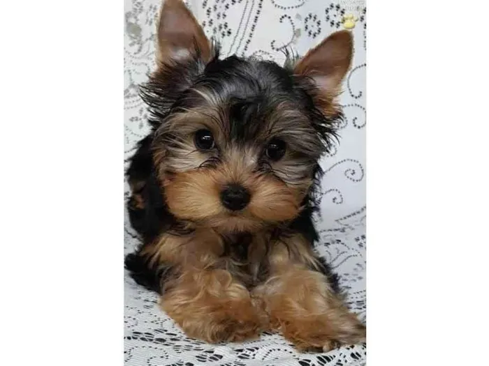 Cachorro ra a Yorkshire idade 2 a 6 meses nome Lilly