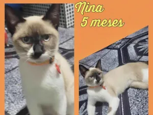 Gato raça Srd idade 2 a 6 meses nome Nina 