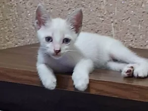 Gato raça SRD-ViraLata idade Abaixo de 2 meses nome Raja