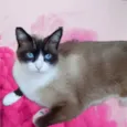 Bolacha lindo gatinho 