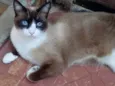 Bolacha lindo gatinho 