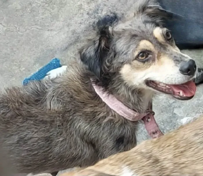 Cachorro ra a SRD-ViraLata idade 1 ano nome Cissi