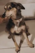 Cissi