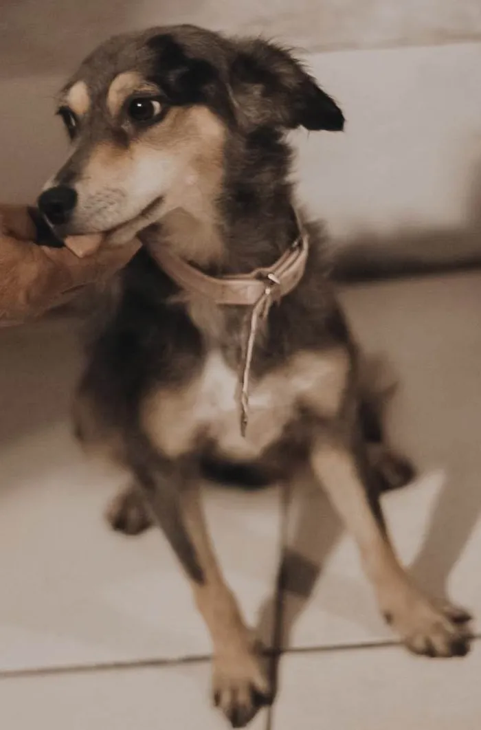 Cachorro ra a SRD-ViraLata idade 1 ano nome Cissi