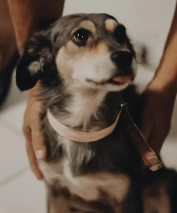 Cachorro ra a SRD-ViraLata idade 1 ano nome Cissi