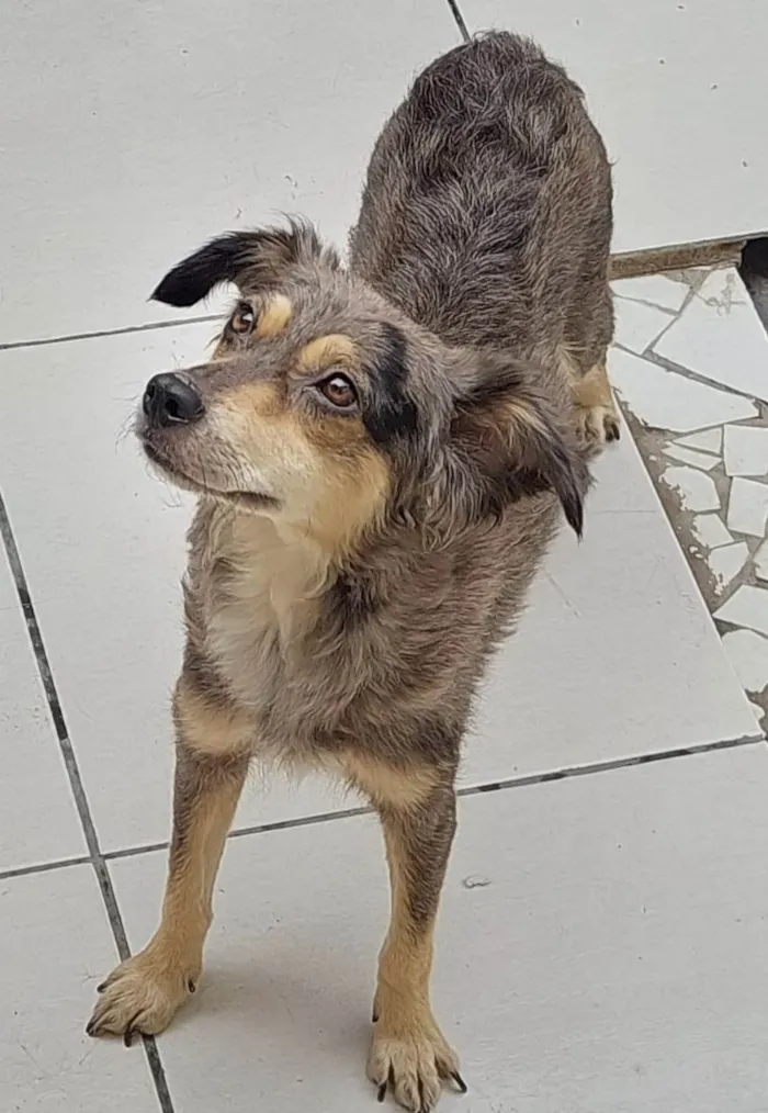 Cachorro ra a SRD-ViraLata idade 1 ano nome Cissi