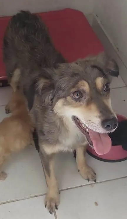 Cachorro ra a SRD-ViraLata idade 1 ano nome Cissi