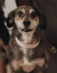 Cissi
