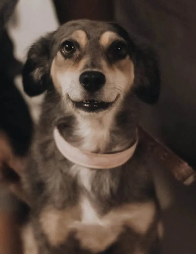 Cachorro ra a SRD-ViraLata idade 1 ano nome Cissi