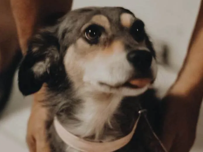 Cachorro ra a SRD-ViraLata idade 1 ano nome Cissi