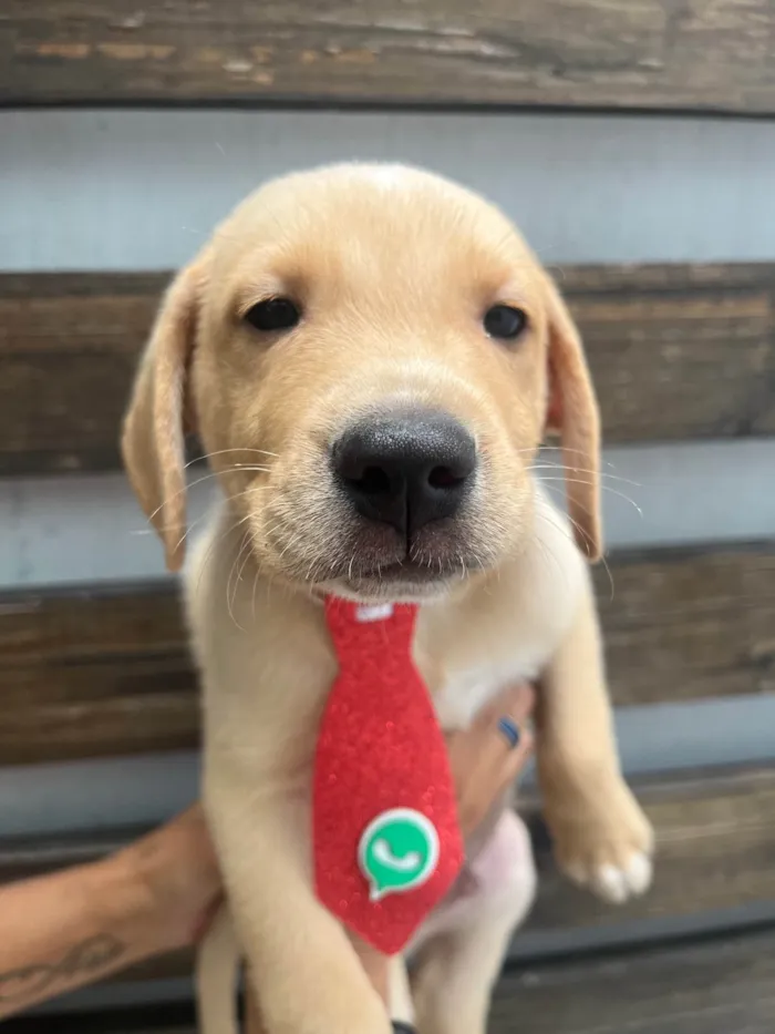 Cachorro ra a SRD-ViraLata idade Abaixo de 2 meses nome Samuel