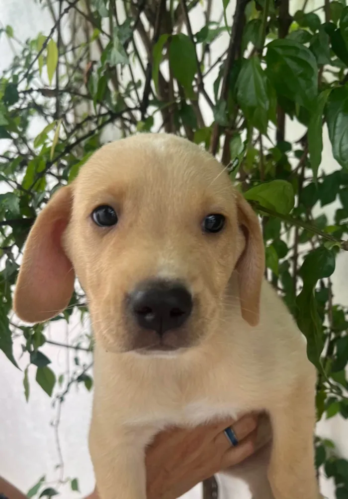 Cachorro ra a SRD-ViraLata idade Abaixo de 2 meses nome Samuel