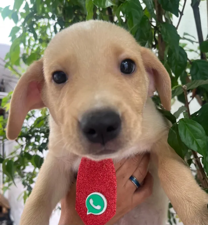 Cachorro ra a SRD-ViraLata idade Abaixo de 2 meses nome Samuel