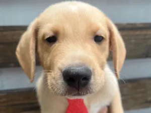 Cachorro raça SRD-ViraLata idade Abaixo de 2 meses nome Samuel