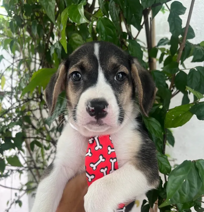 Cachorro ra a SRD-ViraLata idade Abaixo de 2 meses nome Sandro