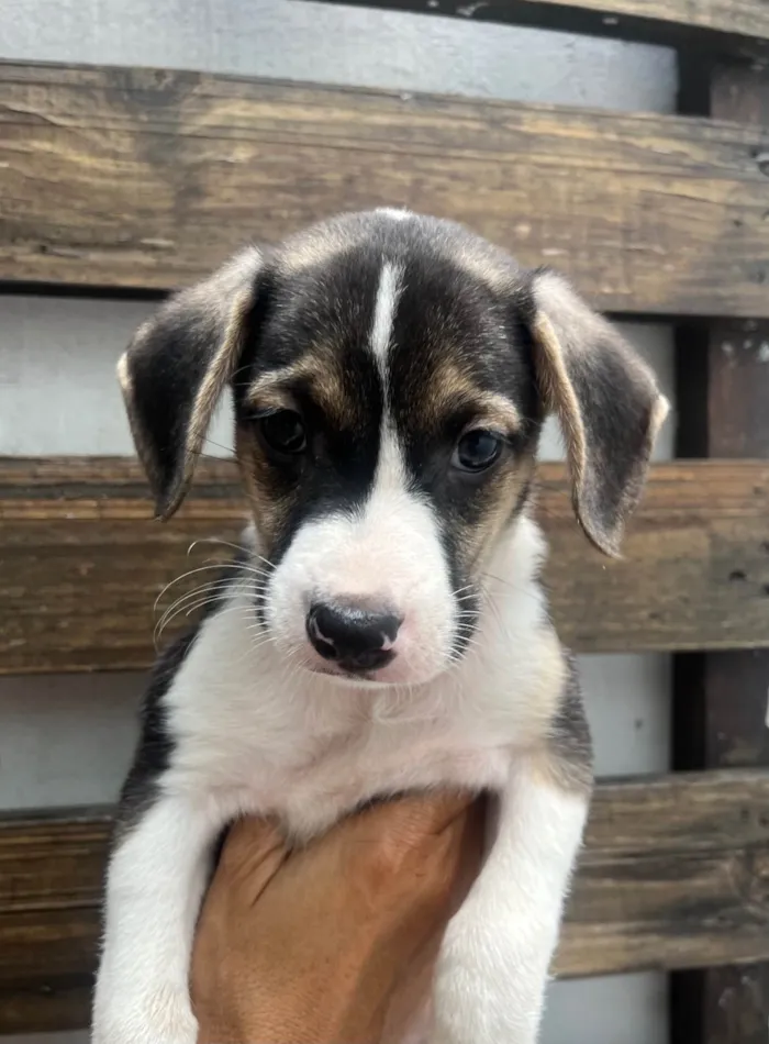 Cachorro ra a SRD-ViraLata idade Abaixo de 2 meses nome Sandro