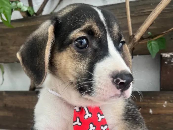 Cachorro ra a SRD-ViraLata idade Abaixo de 2 meses nome Sandro