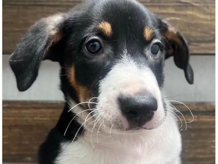 Cachorro ra a SRD-ViraLata idade Abaixo de 2 meses nome Sebastian 