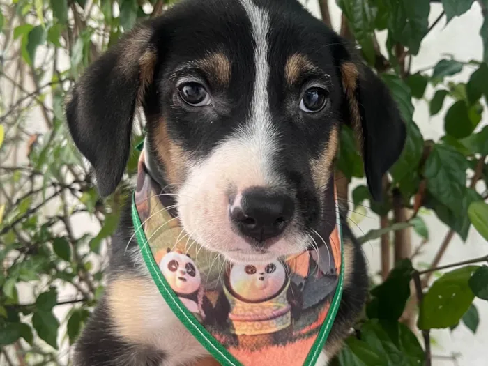 Cachorro ra a SRD-ViraLata idade Abaixo de 2 meses nome Sérgio 
