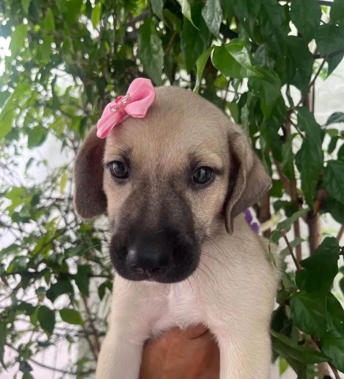 Cachorro ra a SRD-ViraLata idade Abaixo de 2 meses nome Sofia