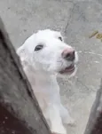 Tobias