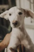 Tobias
