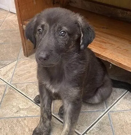 Cachorro ra a SRD-ViraLata idade 2 a 6 meses nome Nami
