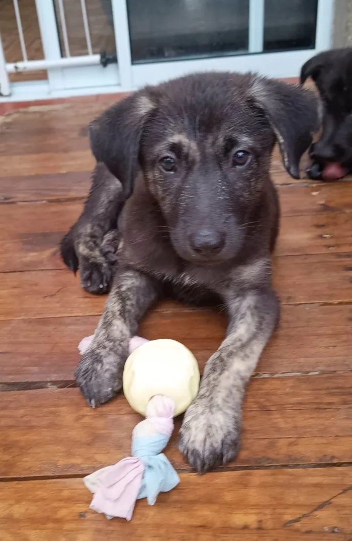Cachorro ra a SRD-ViraLata idade 2 a 6 meses nome Nami