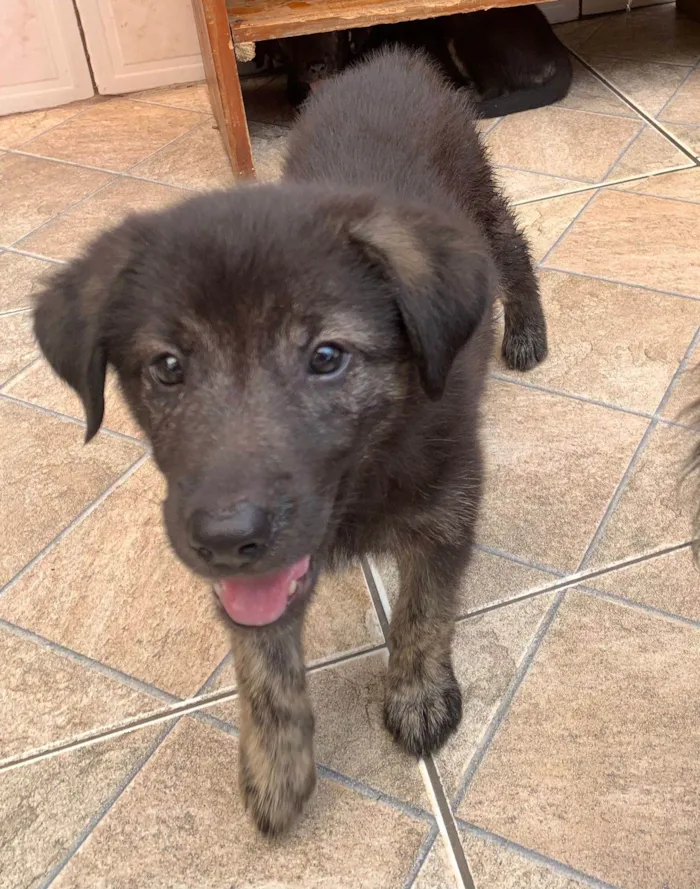 Cachorro ra a SRD-ViraLata idade 2 a 6 meses nome Nami