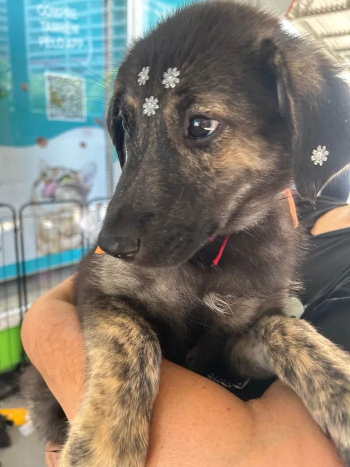 Cachorro ra a SRD-ViraLata idade 2 a 6 meses nome Nami