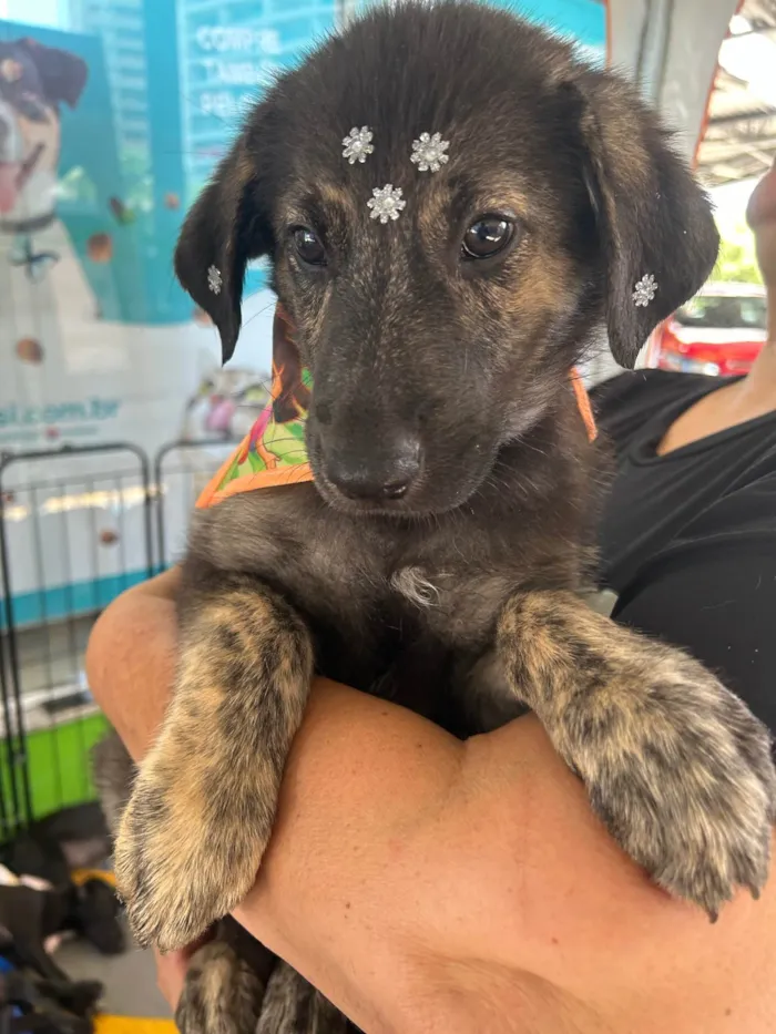 Cachorro ra a SRD-ViraLata idade 2 a 6 meses nome Nami