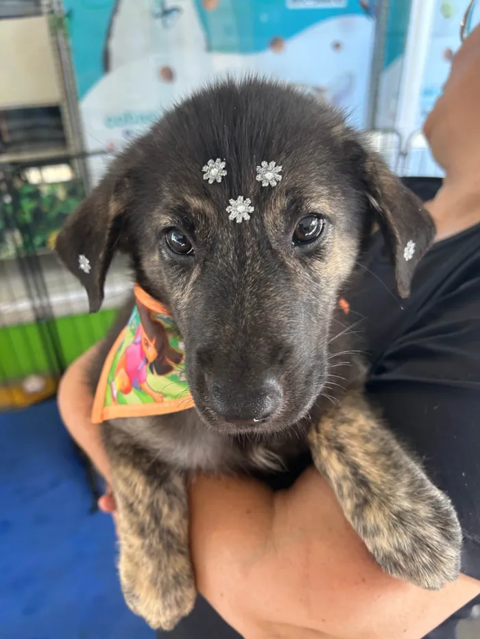 Cachorro ra a SRD-ViraLata idade 2 a 6 meses nome Nami