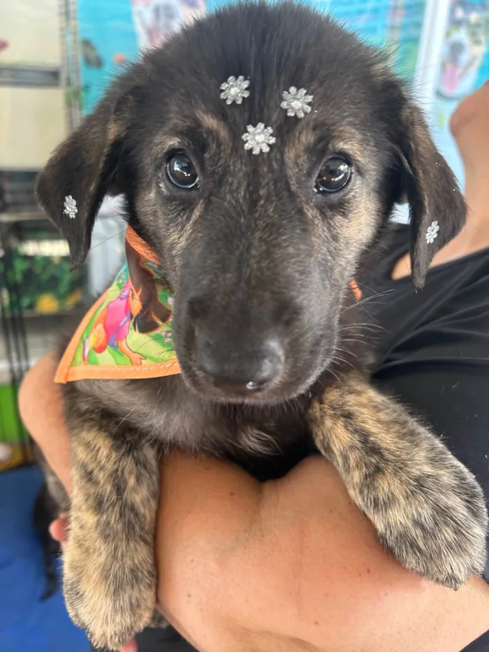 Cachorro ra a SRD-ViraLata idade 2 a 6 meses nome Nami