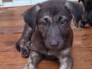 Cachorro raça SRD-ViraLata idade 2 a 6 meses nome Nami