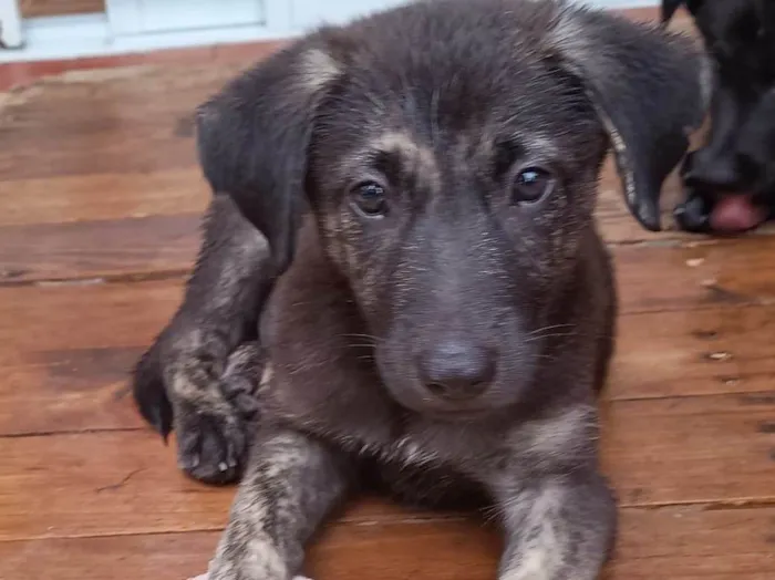 Cachorro ra a SRD-ViraLata idade 2 a 6 meses nome Nami