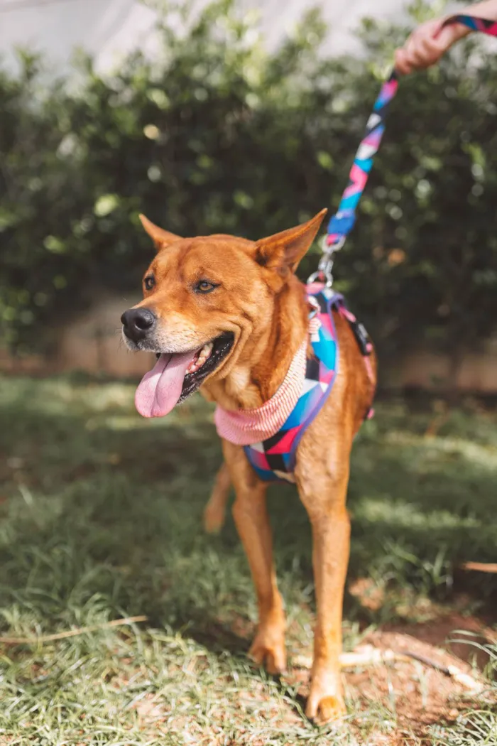 Cachorro ra a Sem raca idade 2 a 6 meses nome Bartek e Agnes 