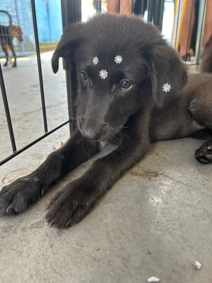 Cachorro ra a SRD-ViraLata idade 2 a 6 meses nome Lupita
