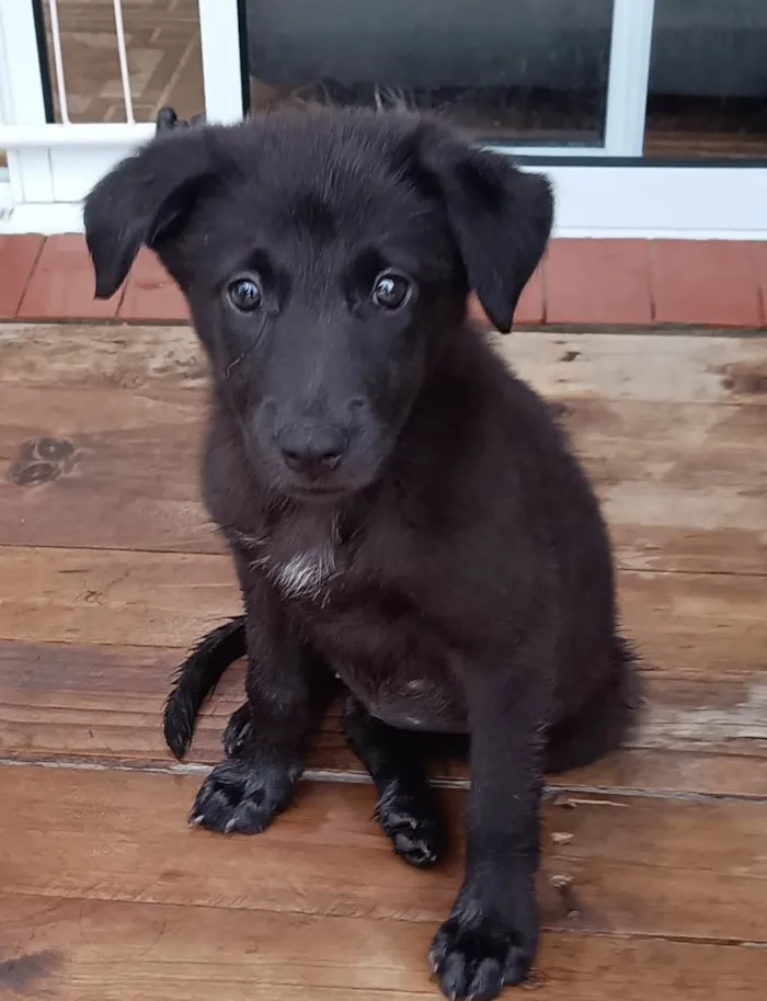 Cachorro ra a SRD-ViraLata idade 2 a 6 meses nome Lupita