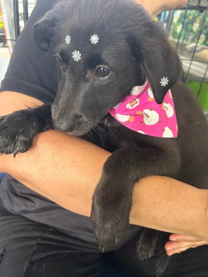 Cachorro ra a SRD-ViraLata idade 2 a 6 meses nome Lupita