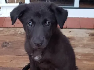 Cachorro raça SRD-ViraLata idade 2 a 6 meses nome Lupita