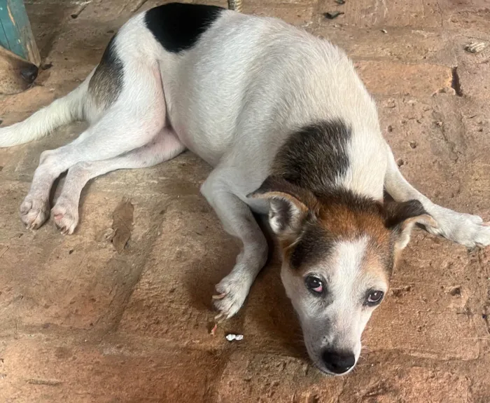 Cachorro ra a SRD-ViraLata idade 6 ou mais anos nome Nina