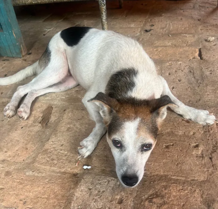 Cachorro ra a SRD-ViraLata idade 6 ou mais anos nome Nina