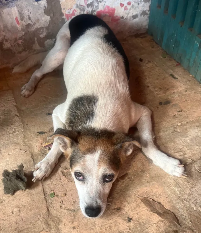 Cachorro ra a SRD-ViraLata idade 6 ou mais anos nome Nina