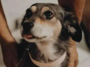 Cachorro raça SRD-ViraLata idade 1 ano nome Cissi