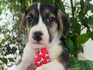 Cachorro raça SRD-ViraLata idade Abaixo de 2 meses nome Sandro