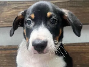 Cachorro raça SRD-ViraLata idade Abaixo de 2 meses nome Sebastian 