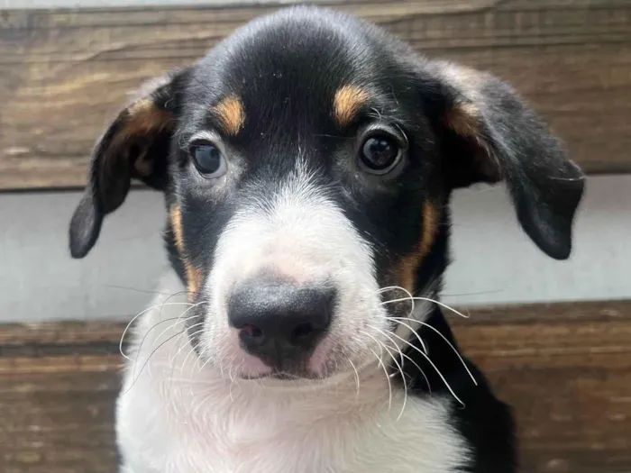 Cachorro ra a SRD-ViraLata idade Abaixo de 2 meses nome Sebastian 