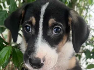 Cachorro raça SRD-ViraLata idade Abaixo de 2 meses nome Sérgio 